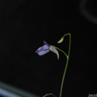 Utricularia graminifolia Vahl